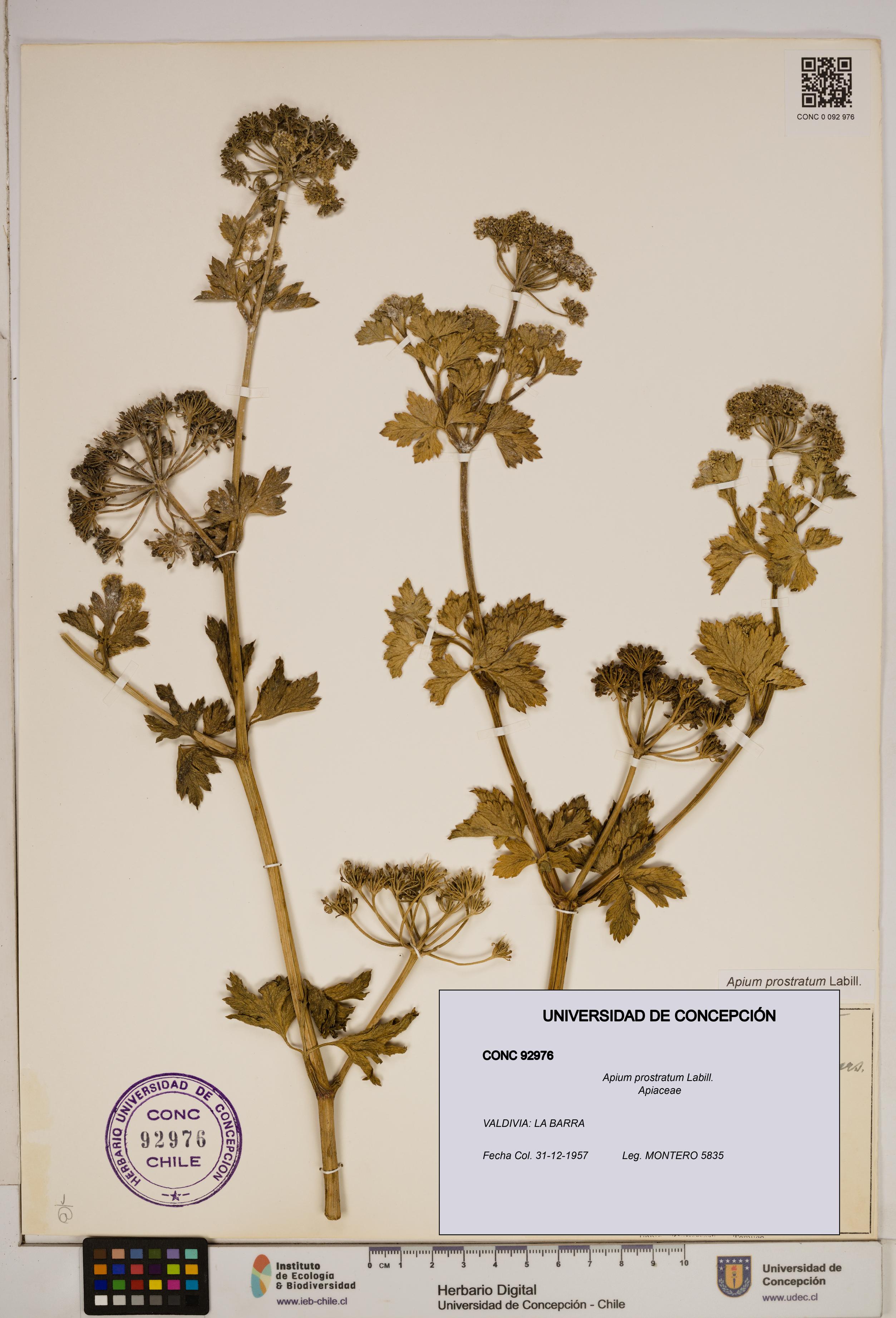 Apium prostratum [Espécimen: ]