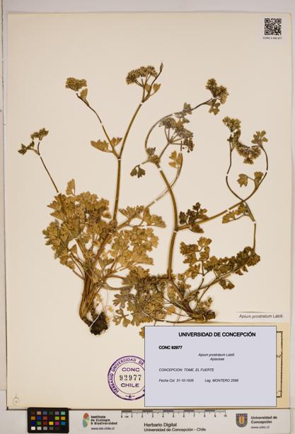 Apium prostratum [Espécimen: ]