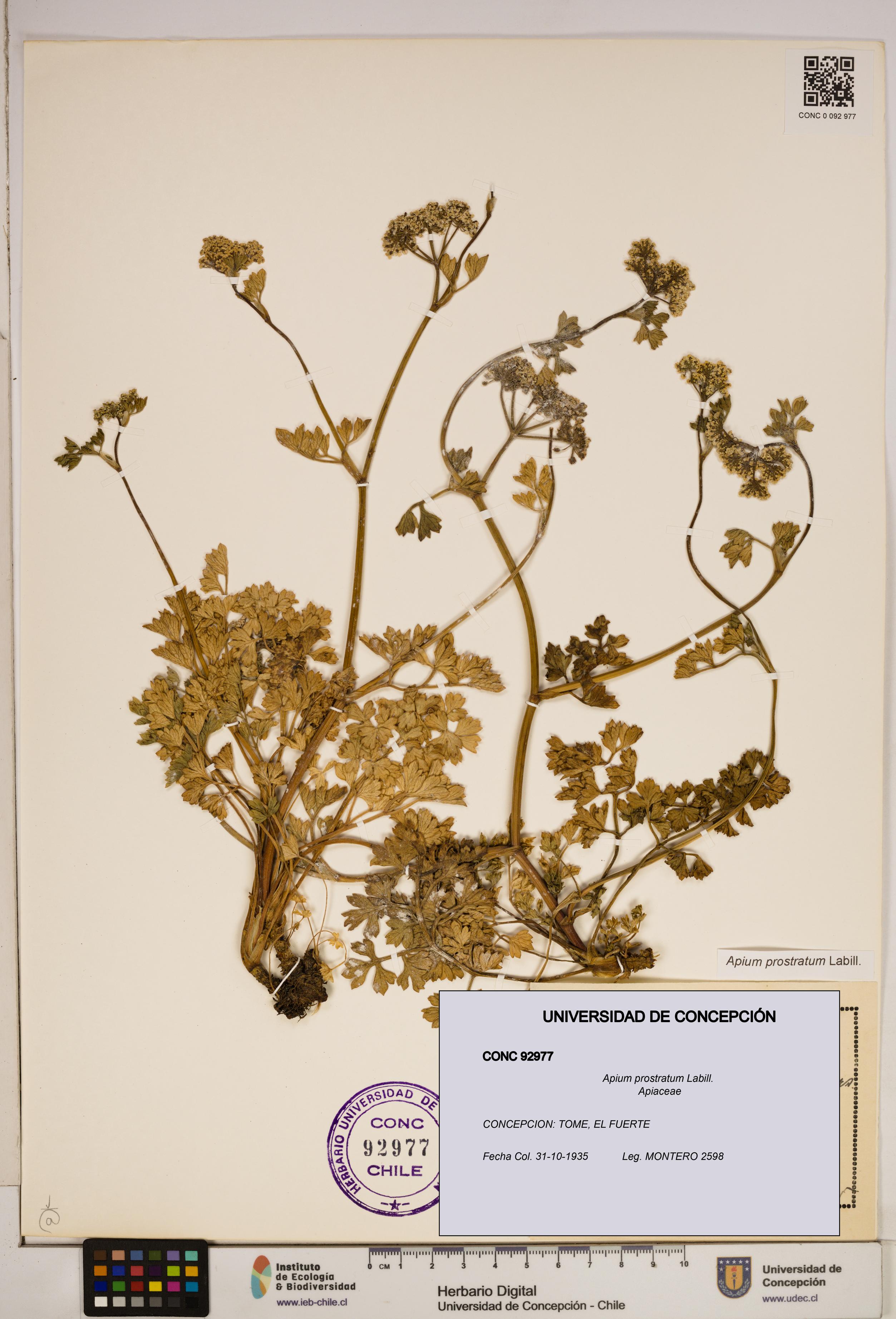 Apium prostratum [Espécimen: ]