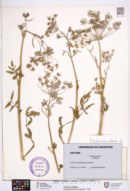 Pastinaca sativa [Espécimen: ]