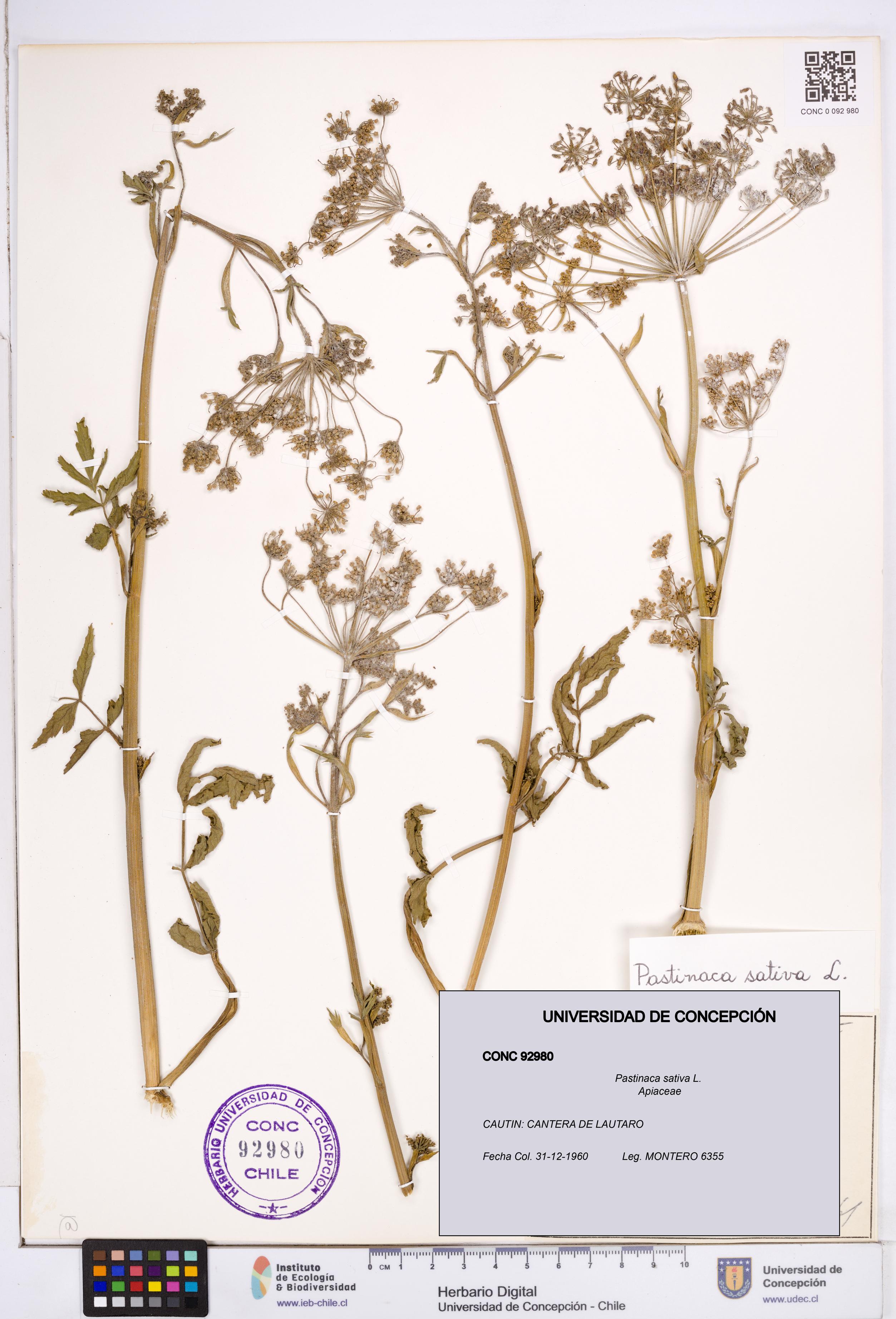 Pastinaca sativa [Espécimen: ]