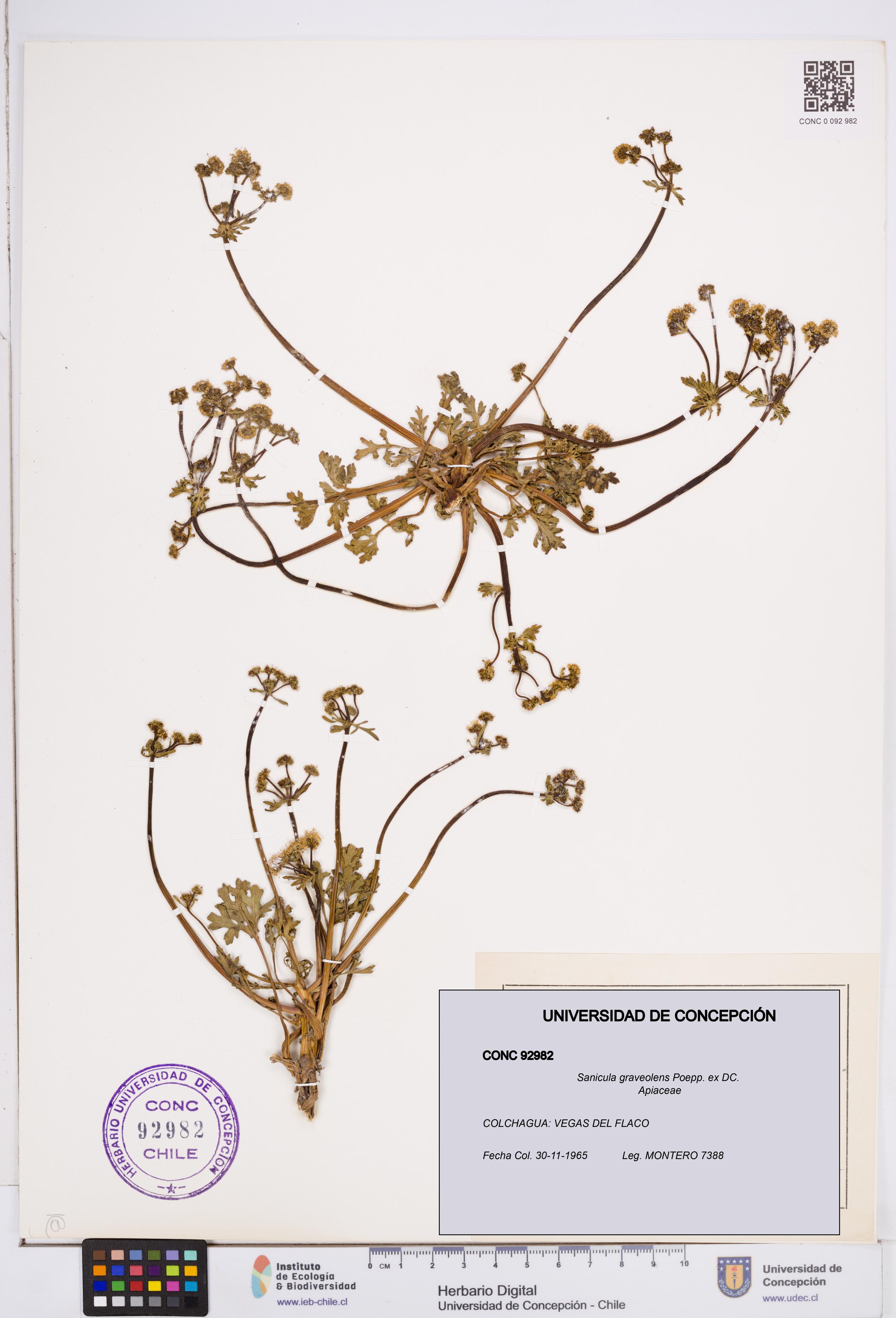 Sanicula graveolens [Espécimen: ]