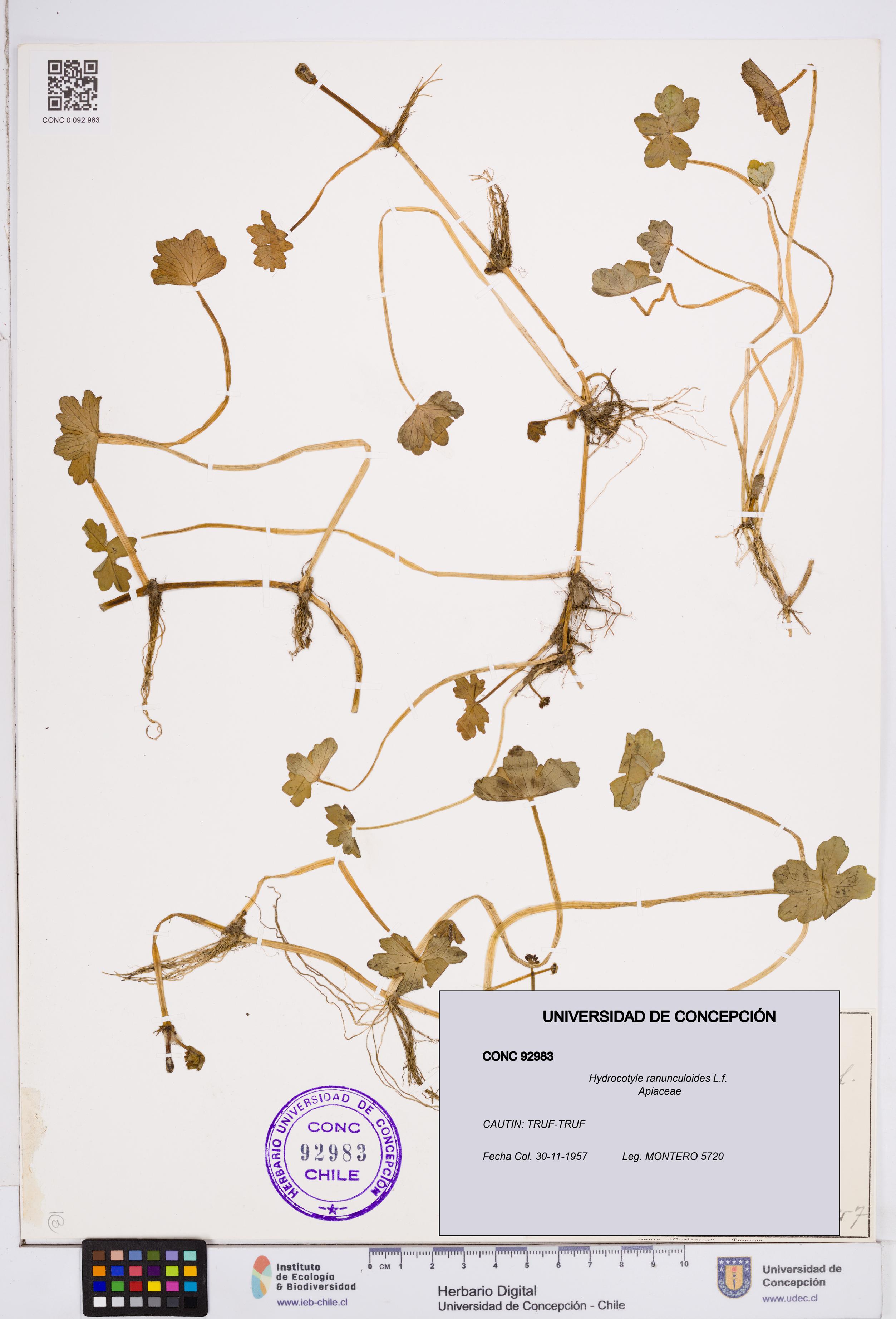Hydrocotyle ranunculoides [Espécimen: ]