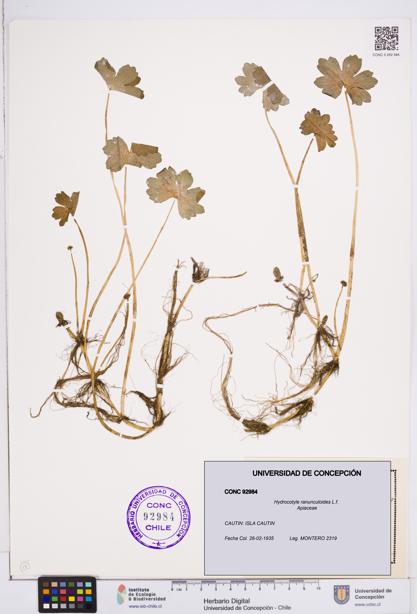 Hydrocotyle ranunculoides [Espécimen: ]