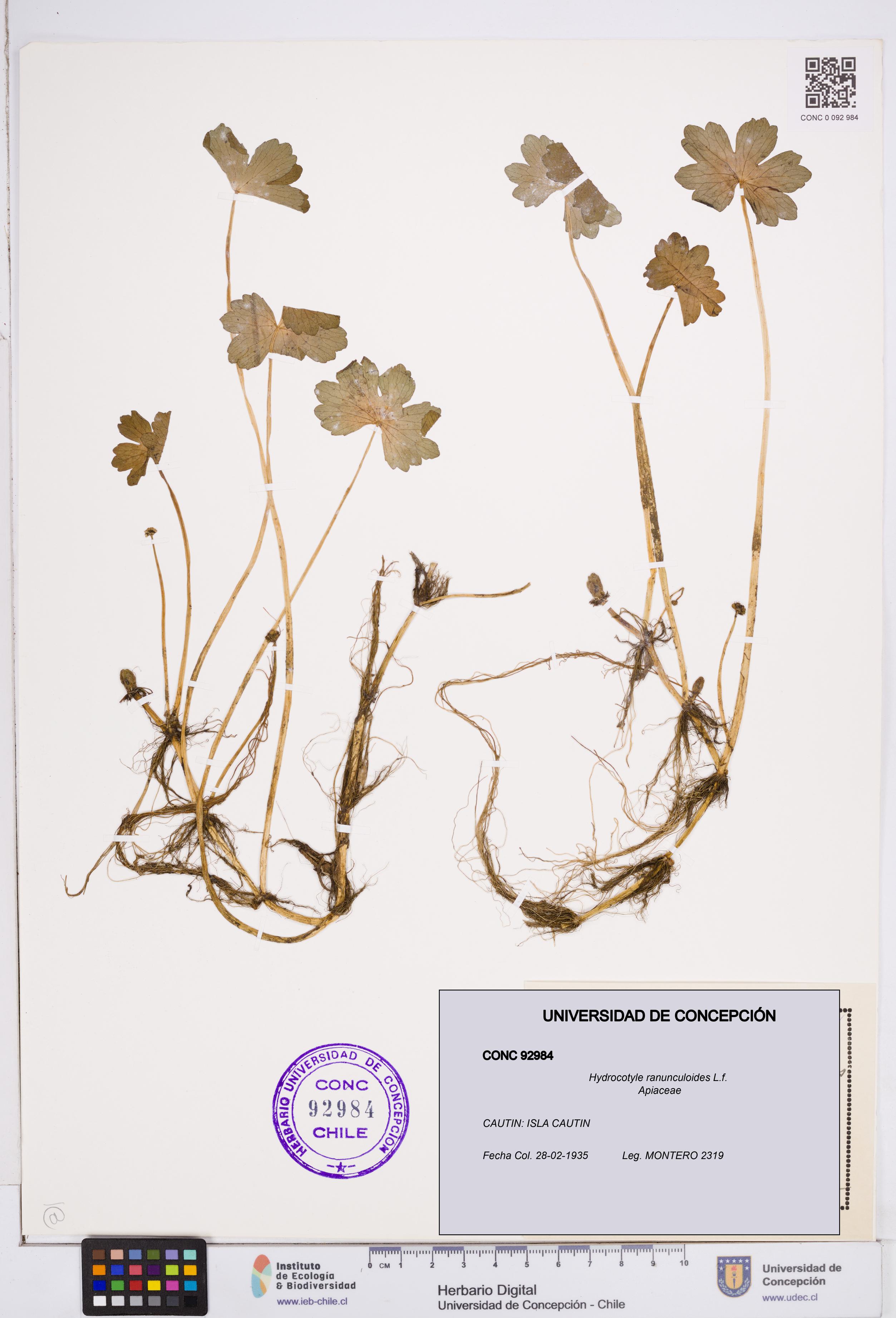 Hydrocotyle ranunculoides [Espécimen: ]