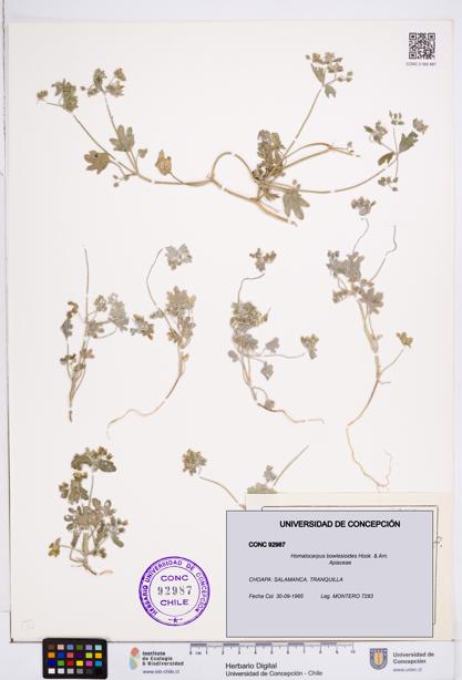 Homalocarpus bowlesioides [Espécimen: ]