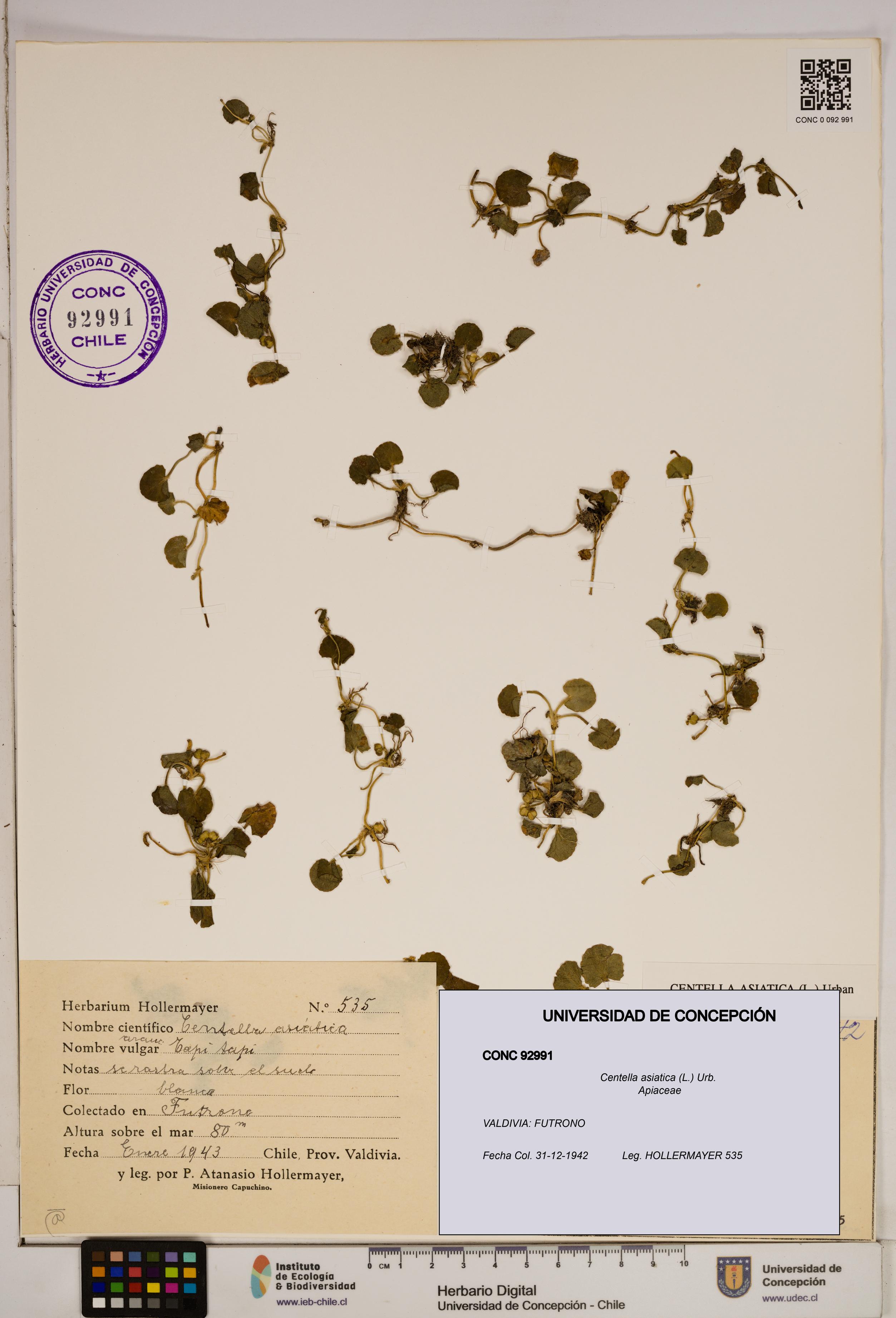 Centella asiatica [Espécimen: ]