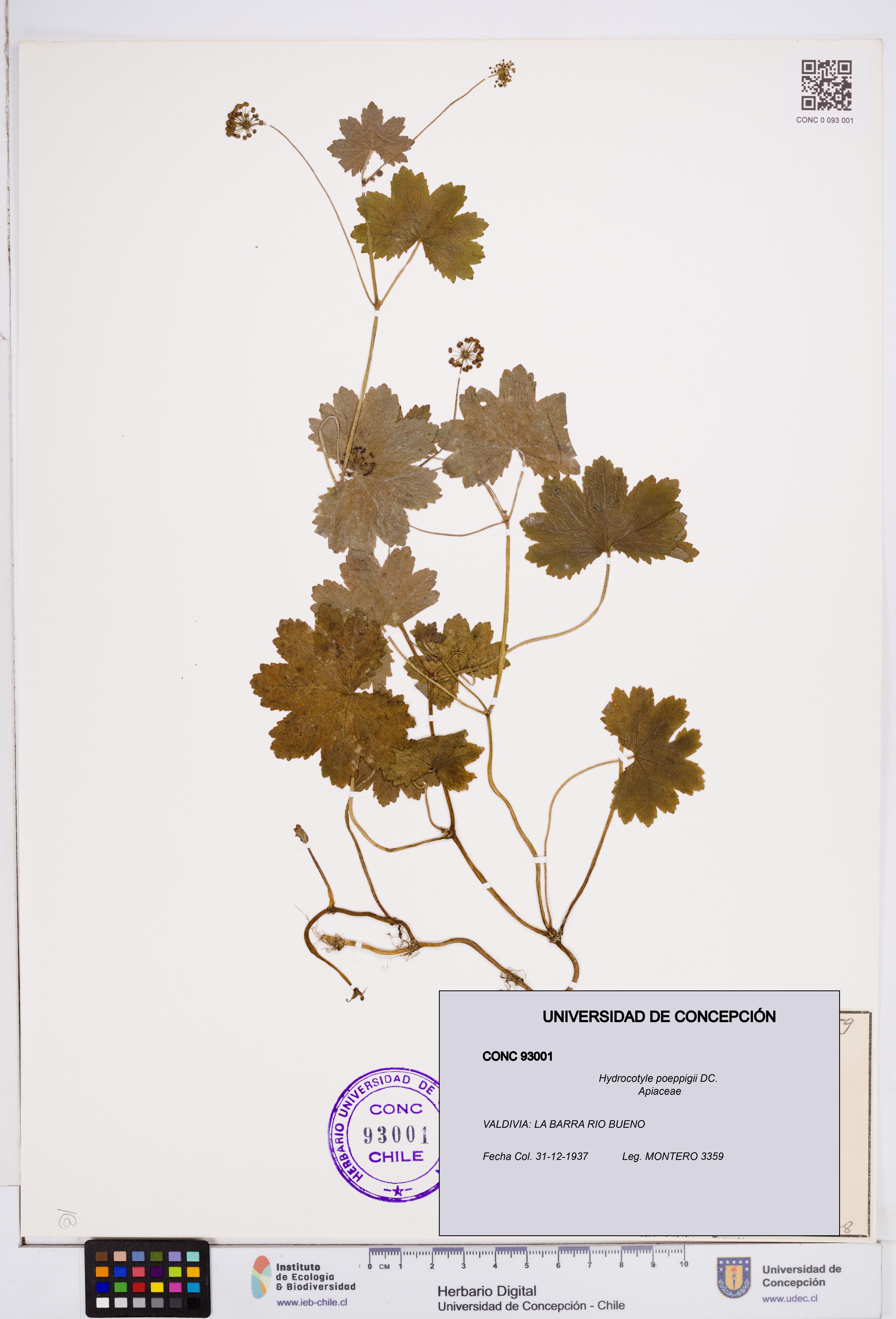 Hydrocotyle poeppigii [Espécimen: ]