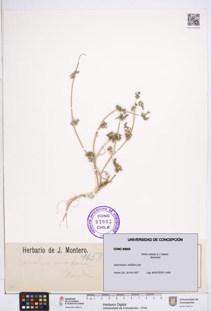 Torilis nodosa [Espécimen: ]