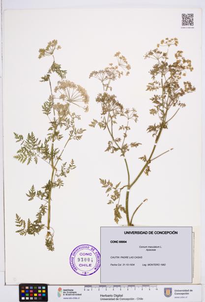 Conium maculatum [Espécimen: ]