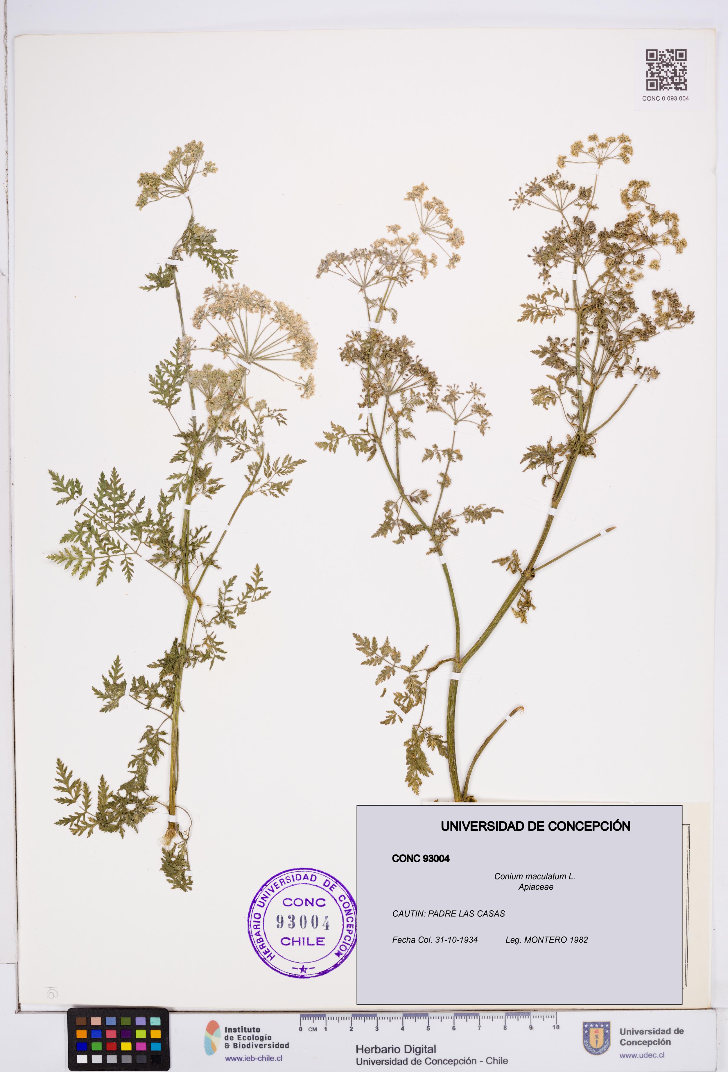 Conium maculatum [Espécimen: ]