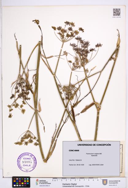 Foeniculum vulgare [Espécimen: ]