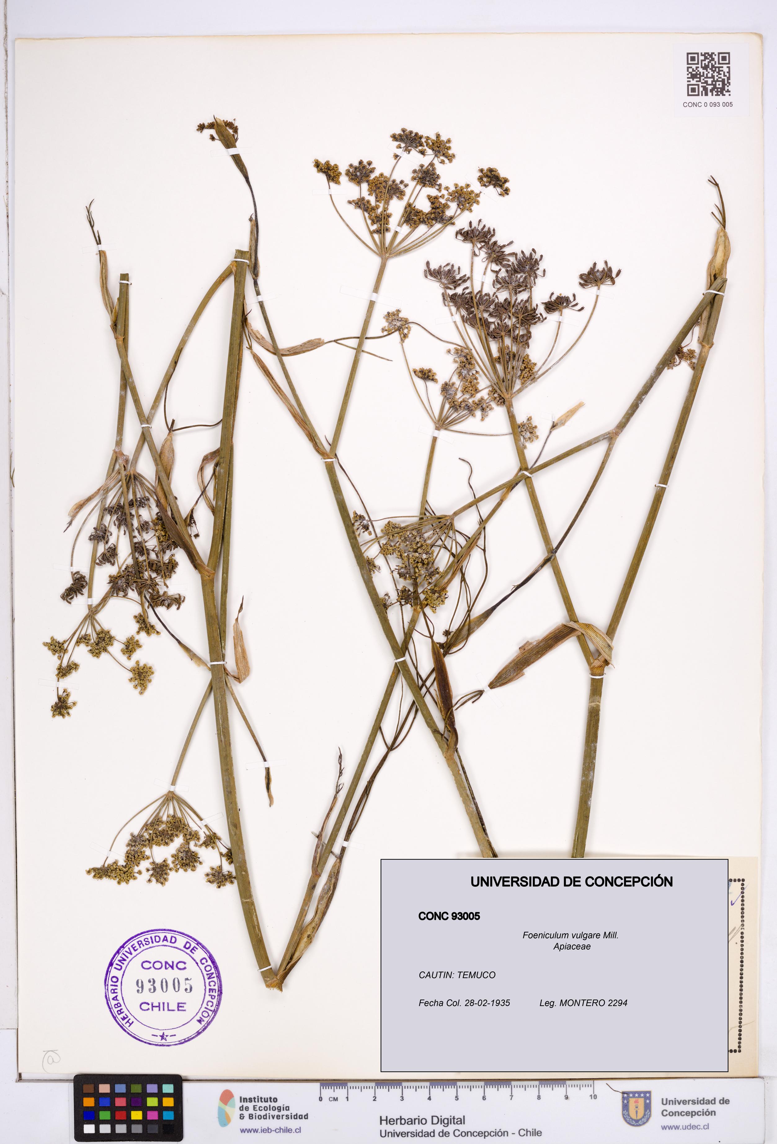 Foeniculum vulgare [Espécimen: ]