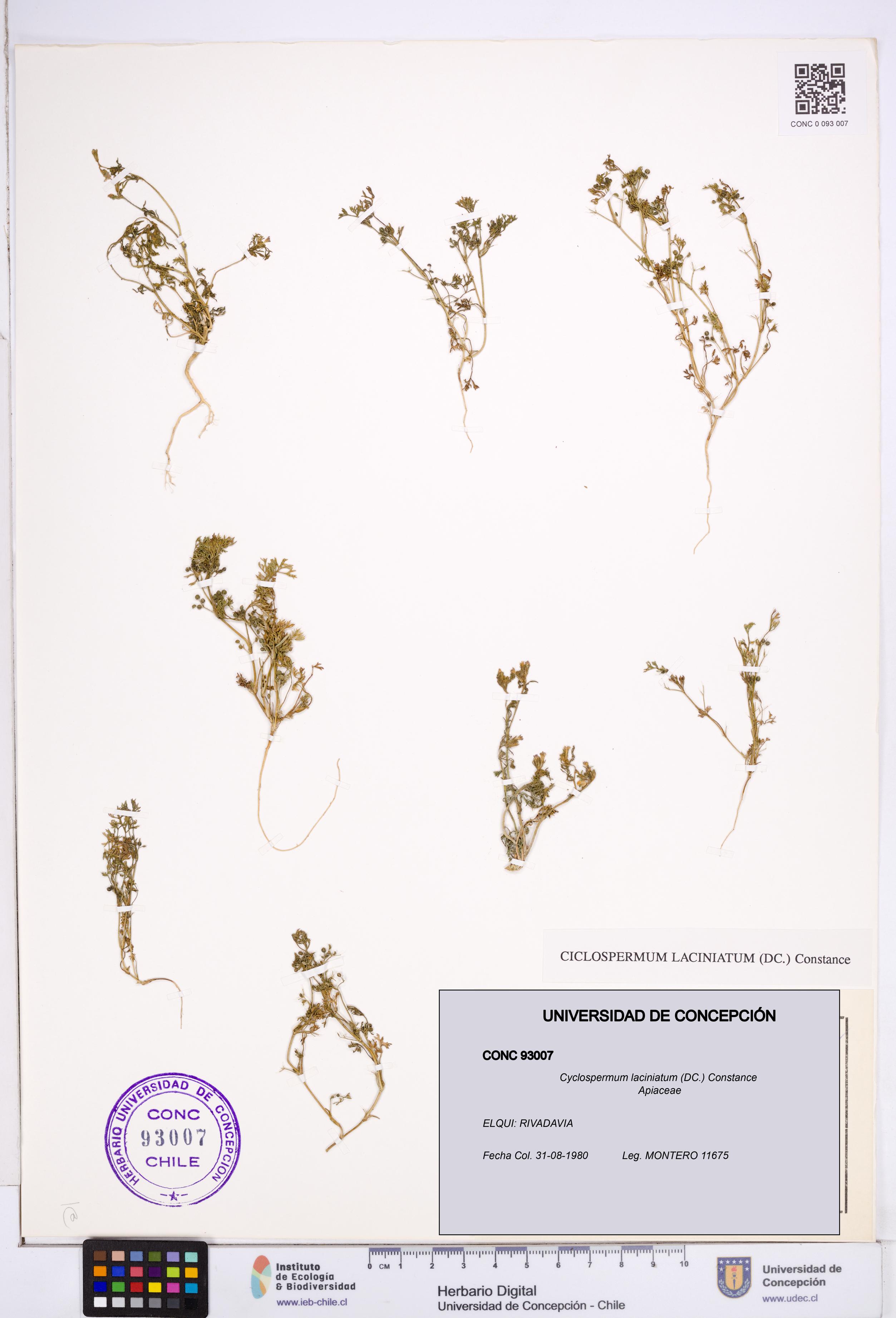 Cyclospermum laciniatum [Espécimen: ]