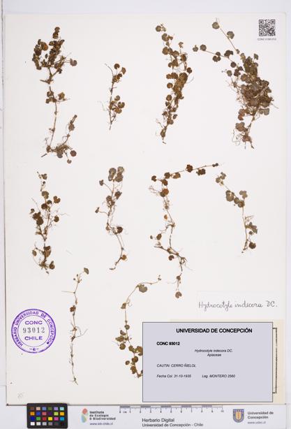 Hydrocotyle indecora [Espécimen: ]