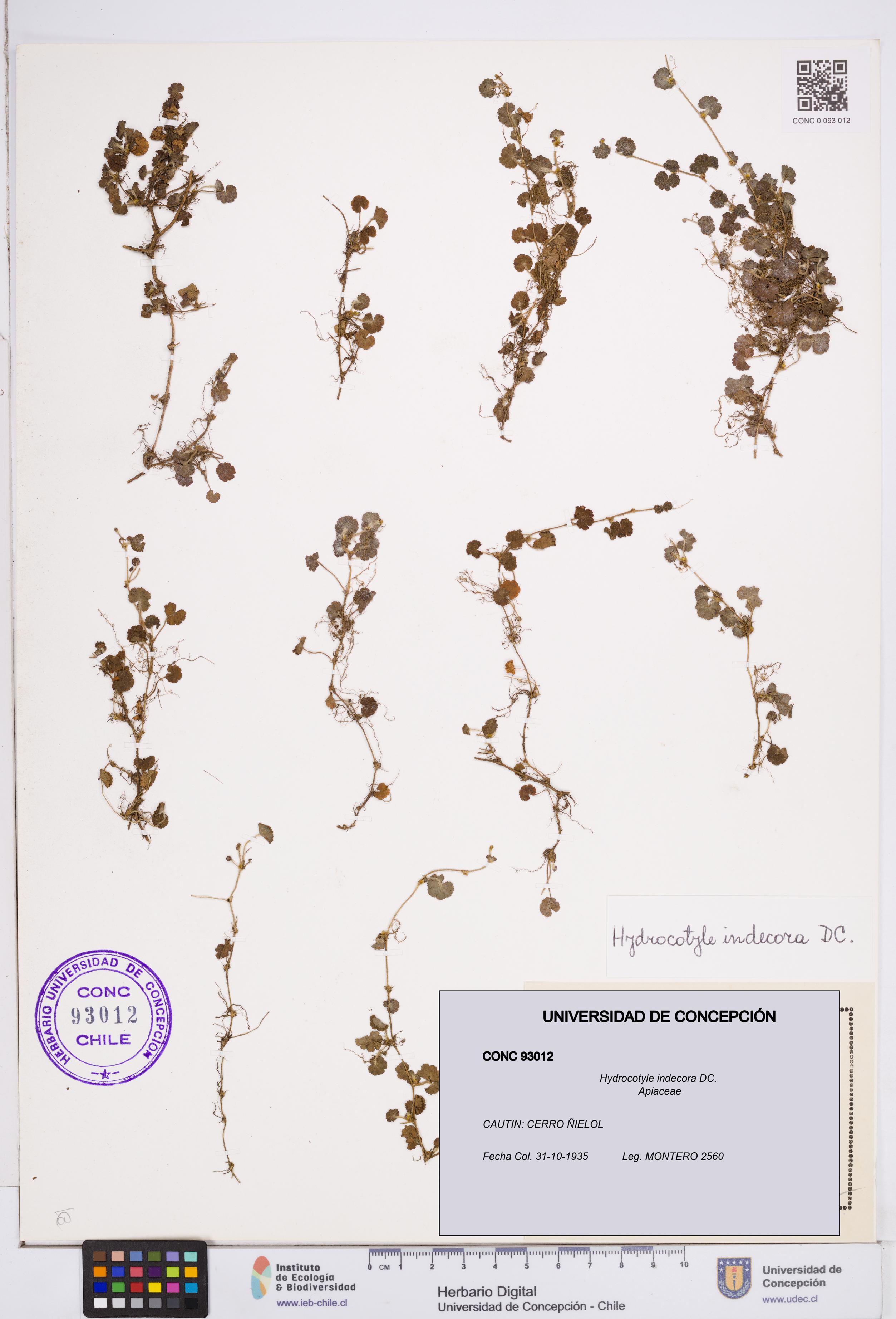 Hydrocotyle indecora [Espécimen: ]