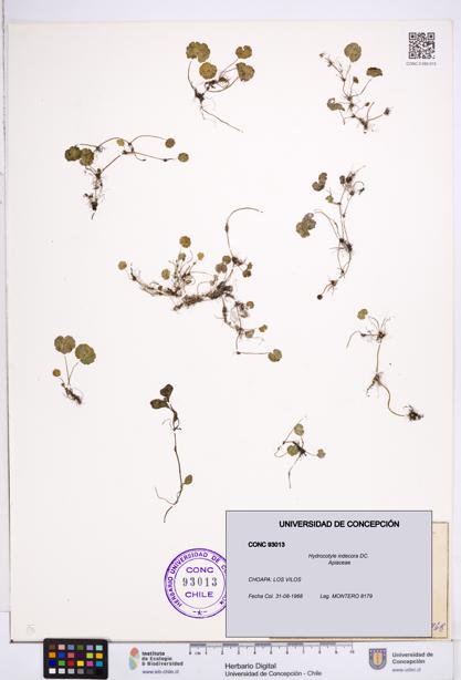Hydrocotyle indecora [Espécimen: ]