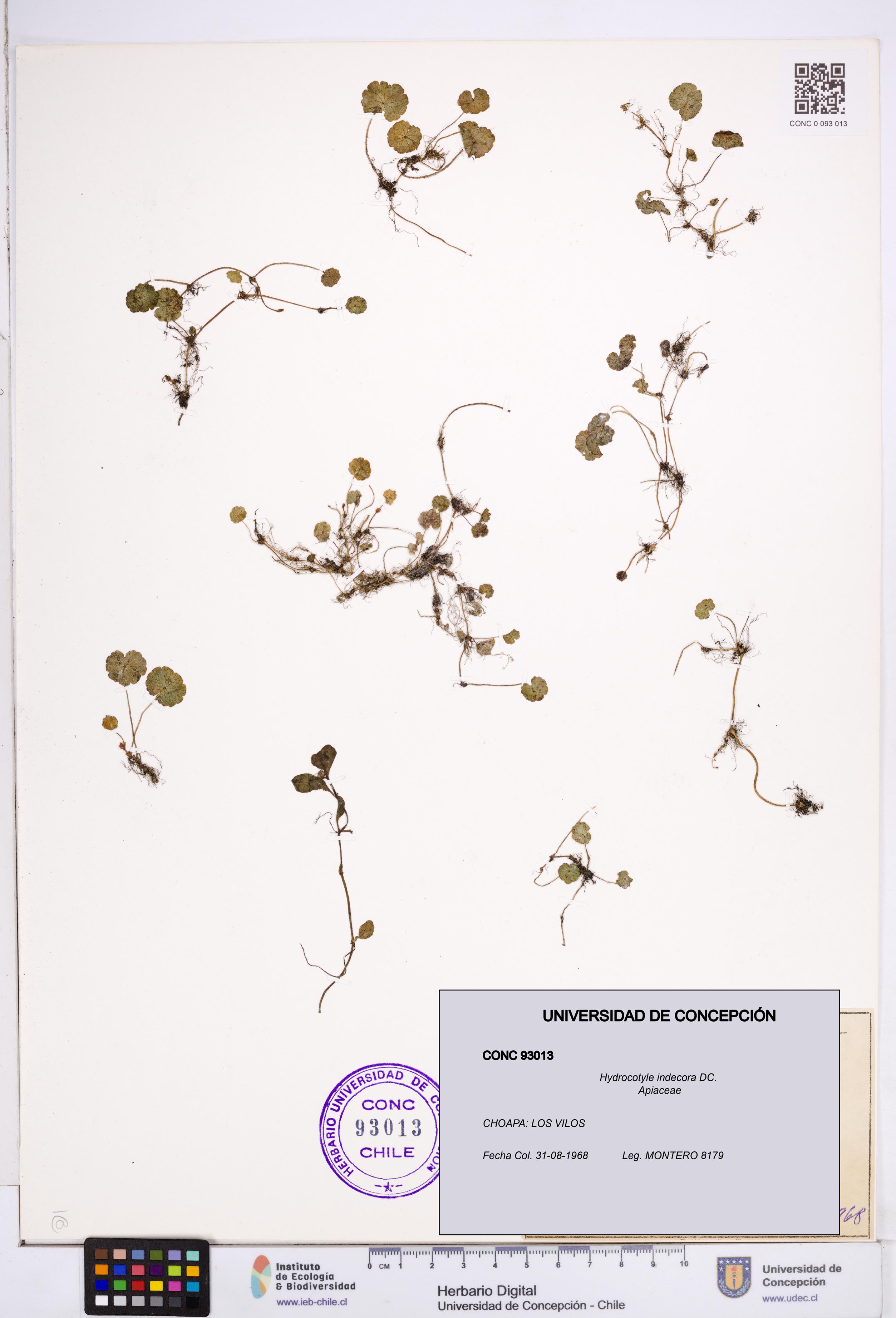Hydrocotyle indecora [Espécimen: ]