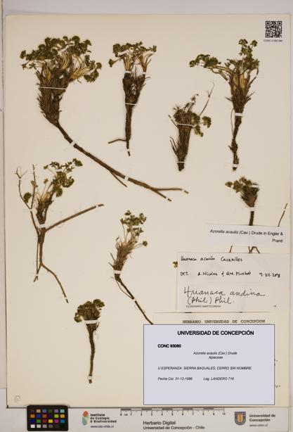 Azorella acaulis [Espécimen: ]