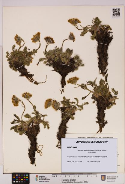 Leucheria leontopodioides [Espécimen: UDEC:CONC:0093089]