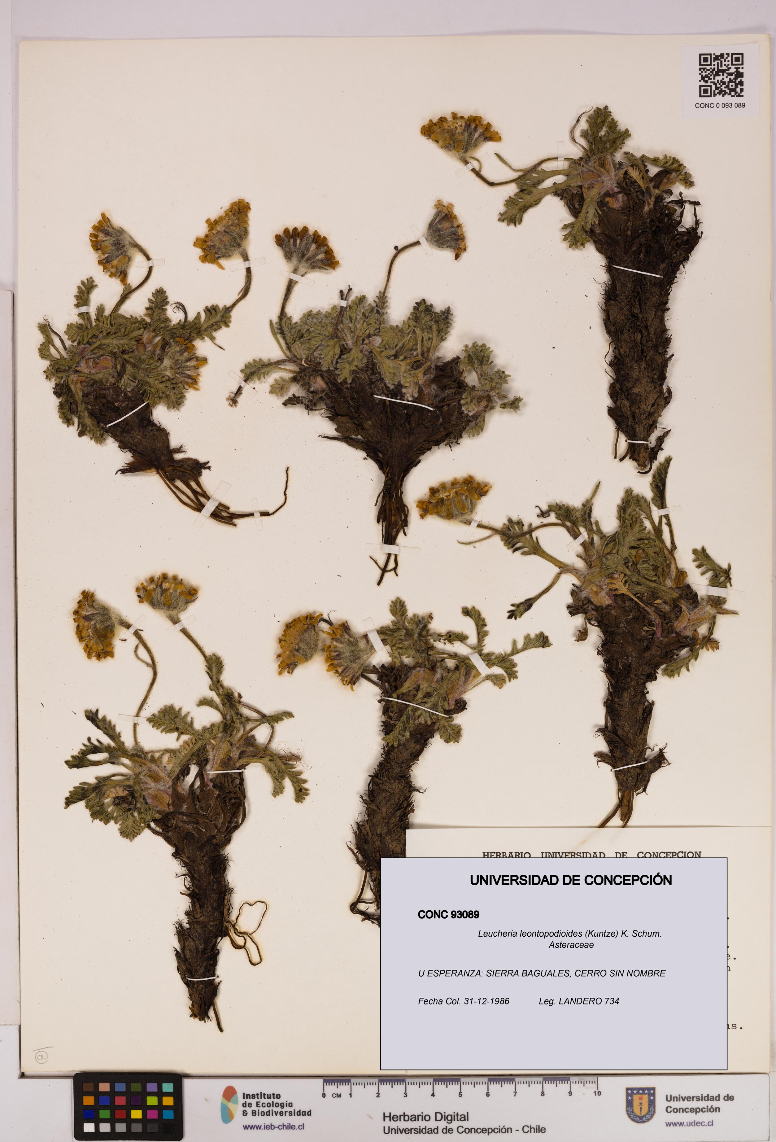 Leucheria leontopodioides [Espécimen: UDEC:CONC:0093089]