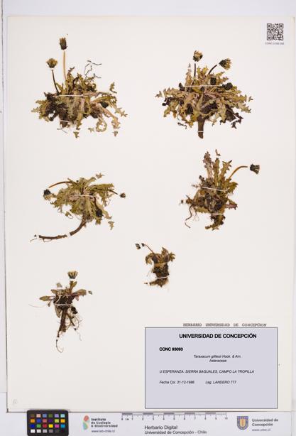 Taraxacum gilliesii [Espécimen: ]