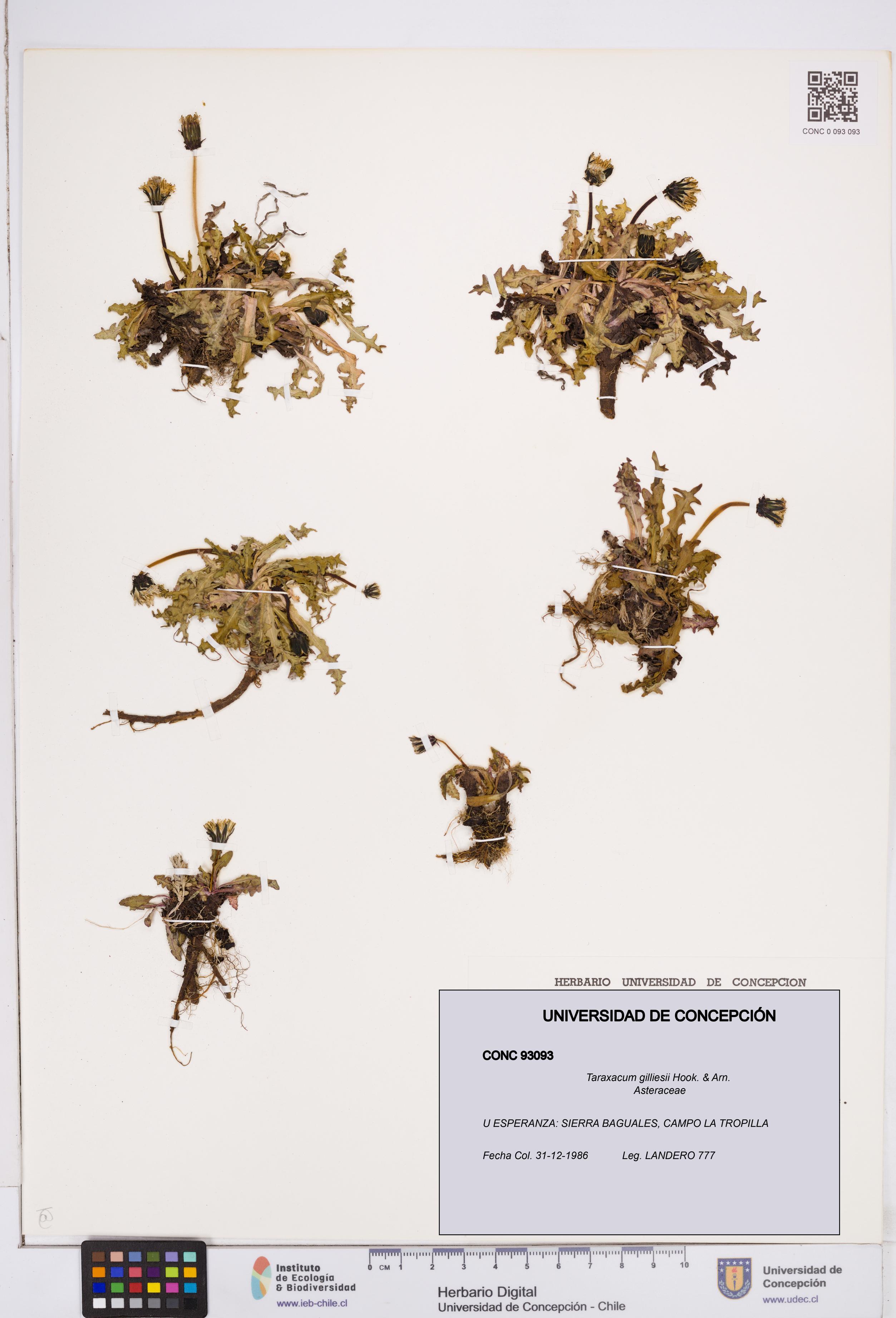 Taraxacum gilliesii [Espécimen: ]