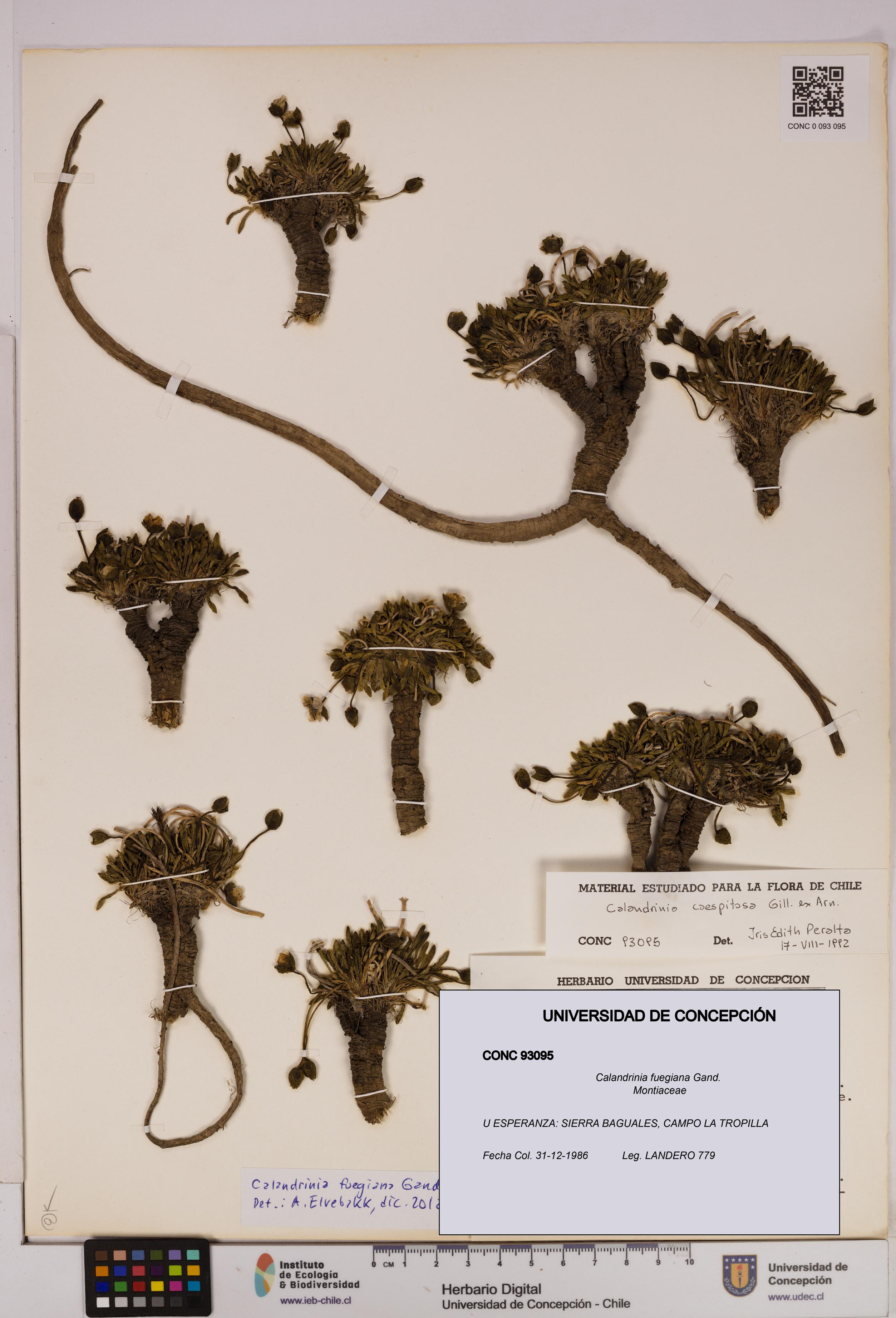 Calandrinia fuegiana [Espécimen: UDEC:CONC:0093095]