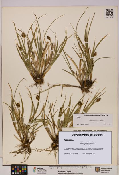 Carex macloviana [Espécimen: UDEC:CONC:0093096]