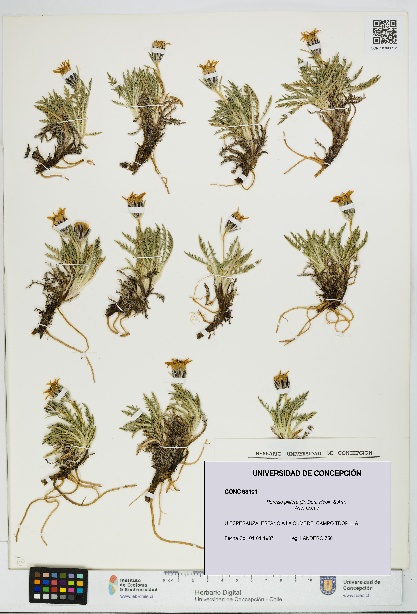 Perezia pilifera [Espécimen: UDEC:CONC:0093101]