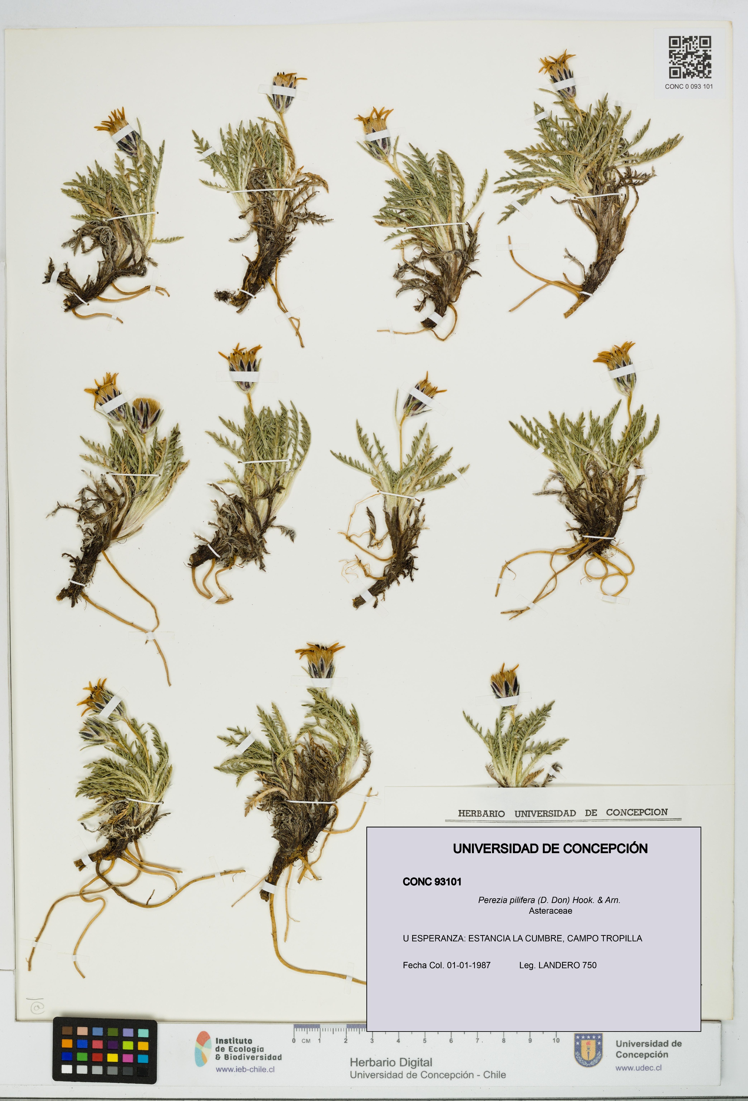 Perezia pilifera [Espécimen: UDEC:CONC:0093101]