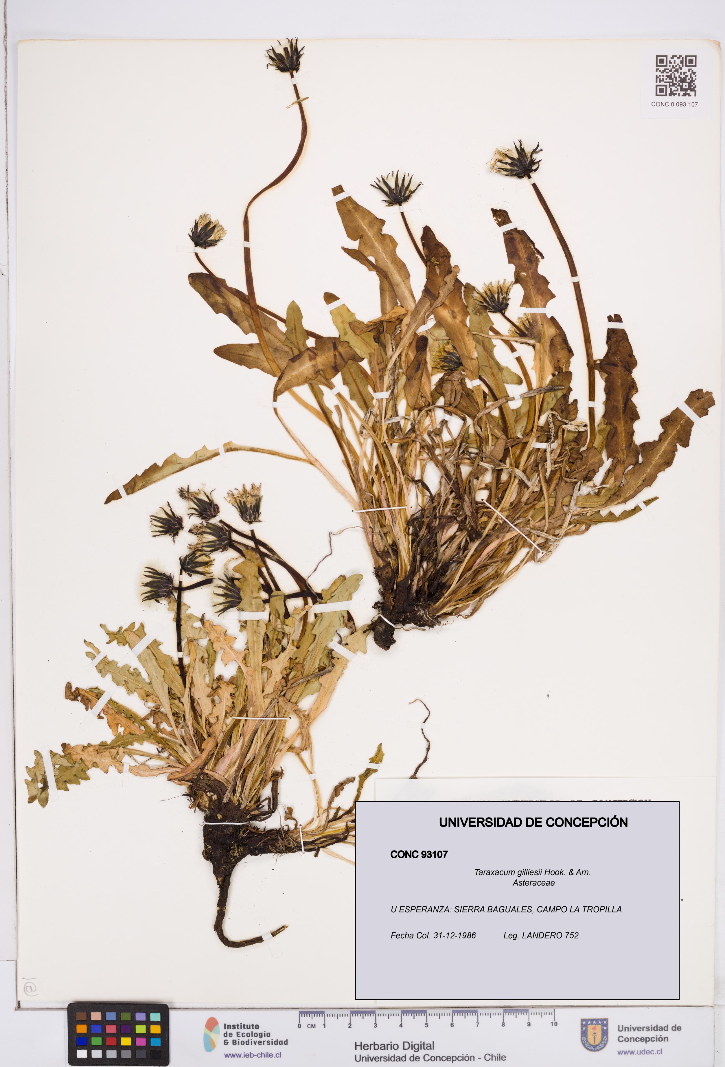 Taraxacum gilliesii [Espécimen: ]