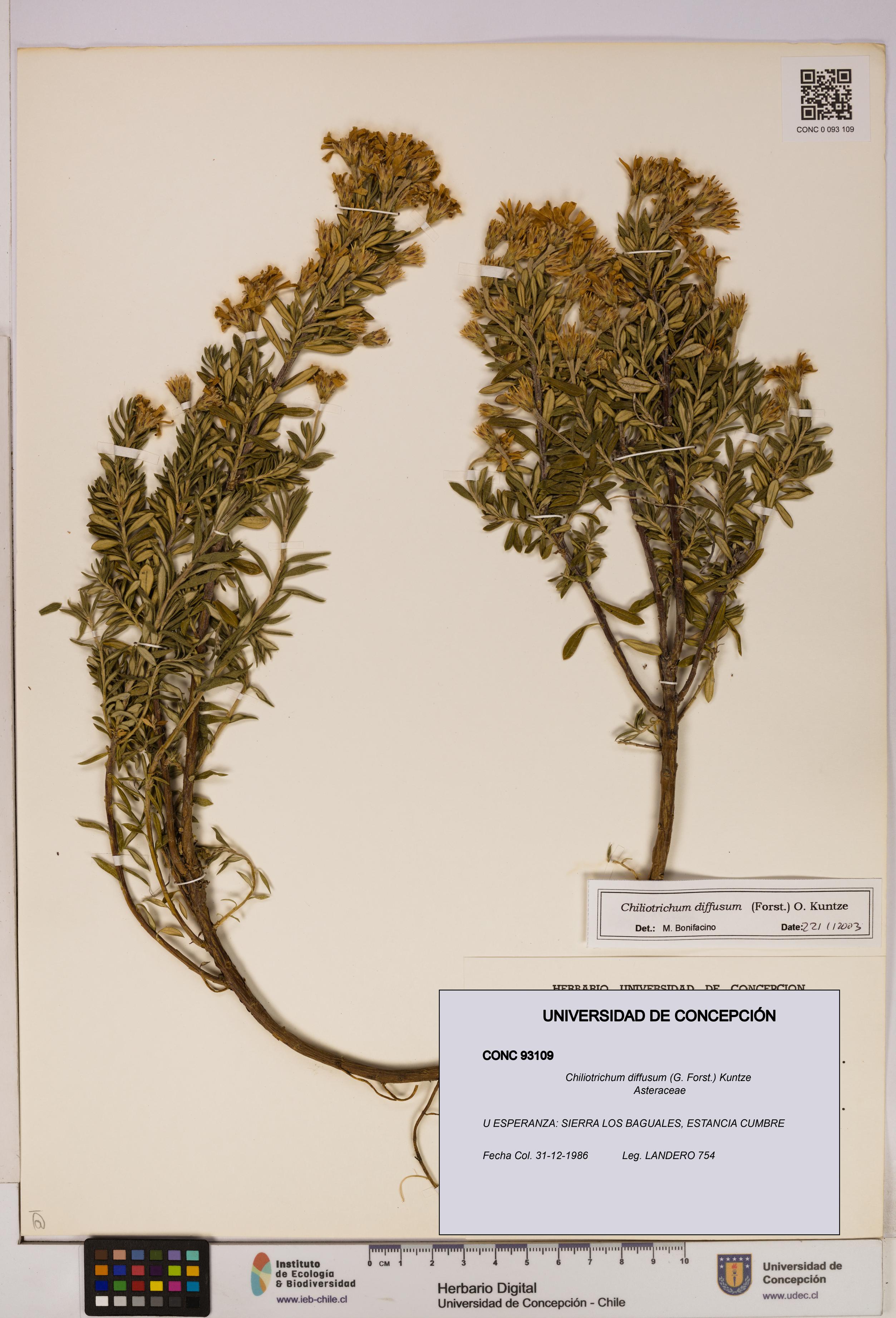 Chiliotrichum diffusum [Espécimen: UDEC:CONC:0093109]