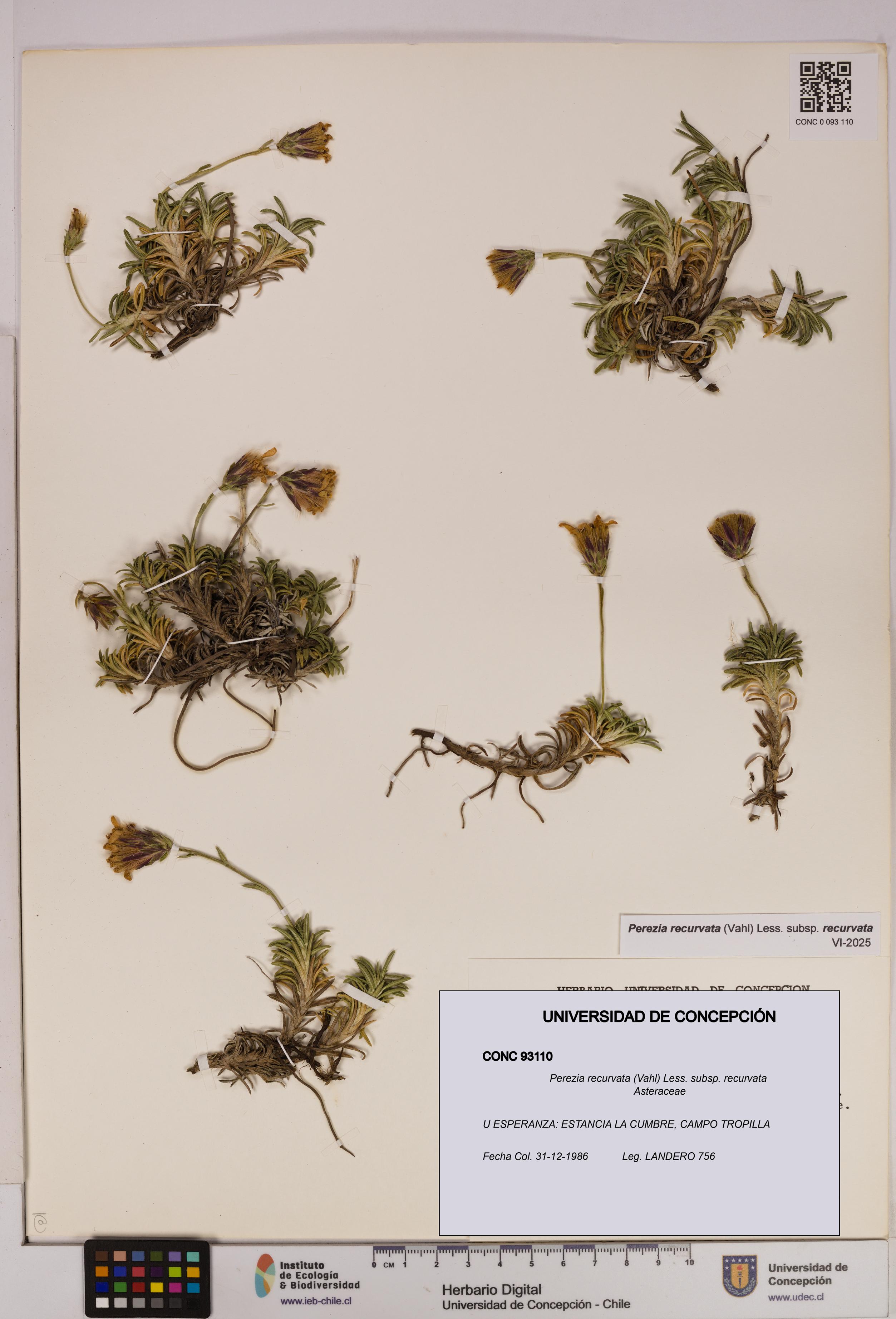 Perezia recurvata subsp. recurvata [Espécimen: UDEC:CONC:0093110]
