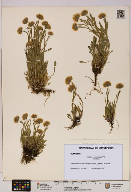Erigeron leptopetalus [Espécimen: UDEC:CONC:0093111]