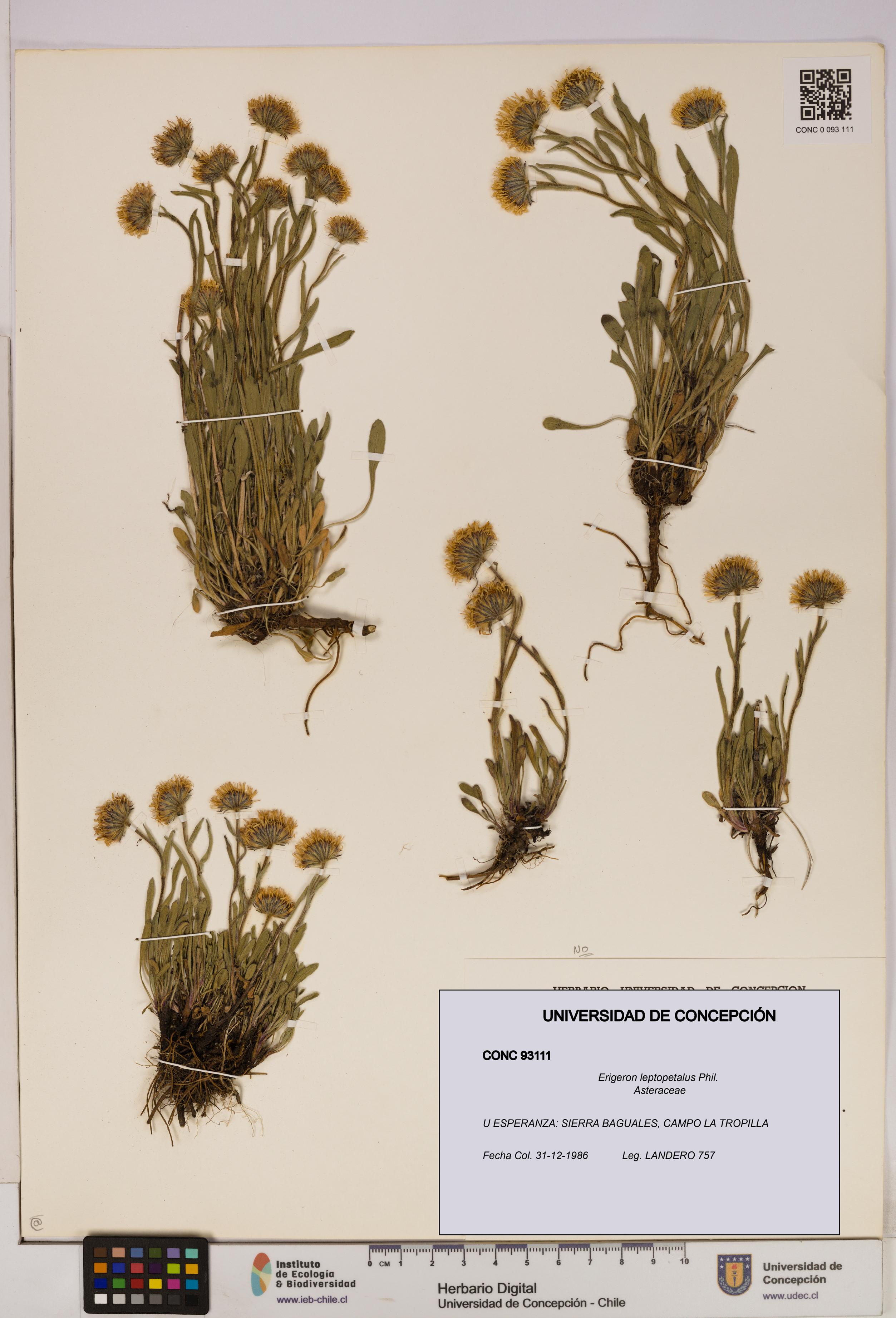 Erigeron leptopetalus [Espécimen: UDEC:CONC:0093111]