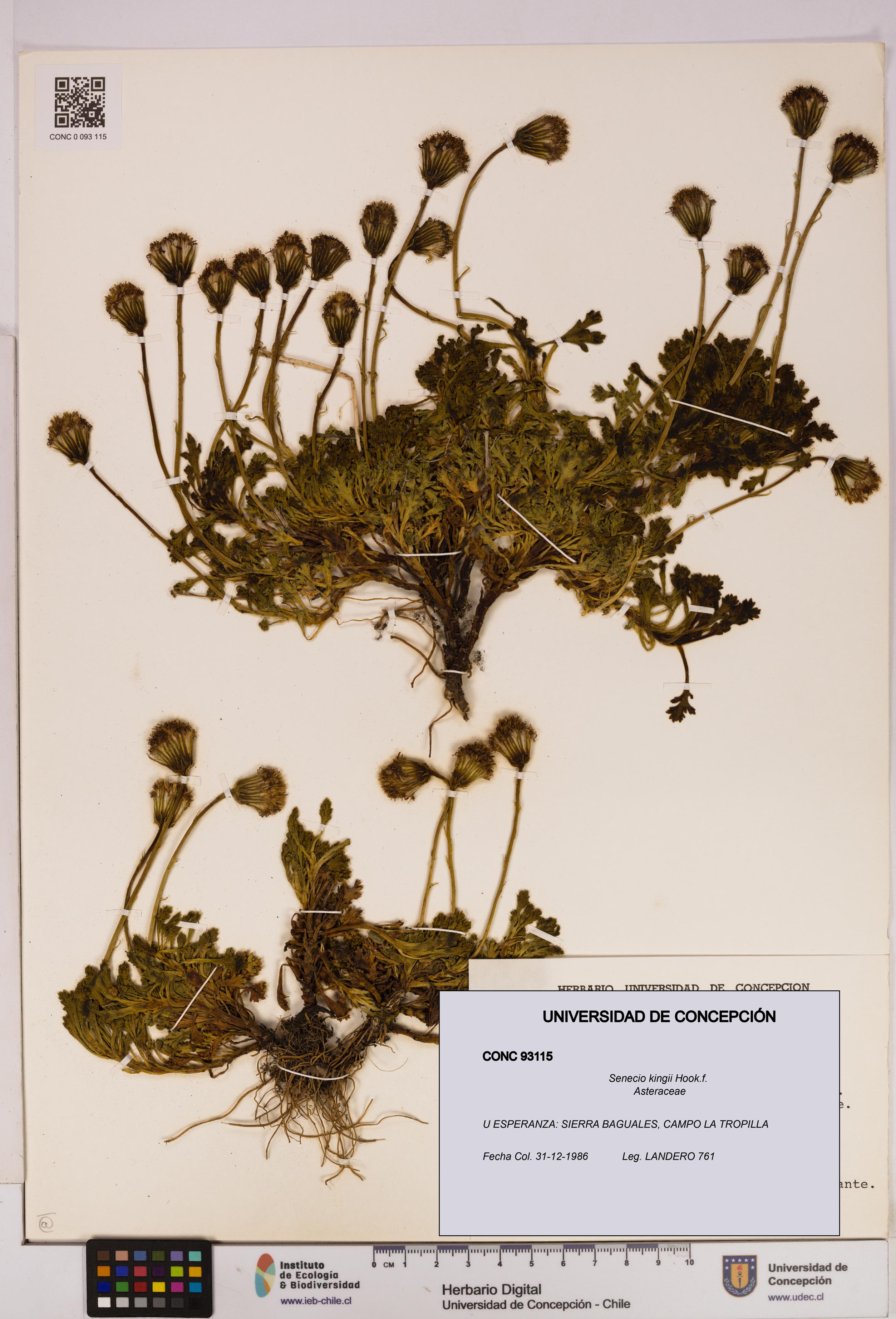 Senecio kingii [Espécimen: UDEC:CONC:0093115]