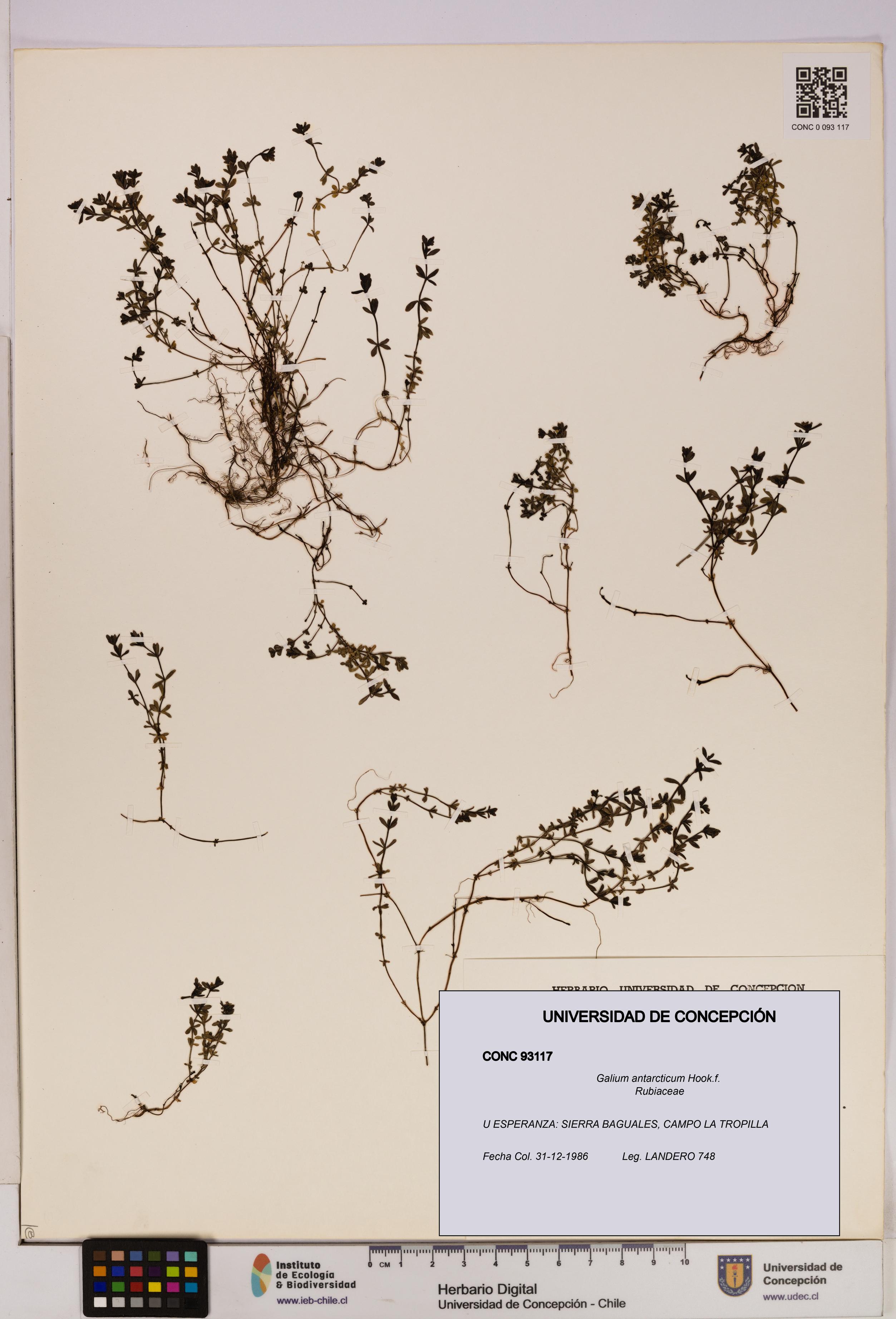 Galium antarcticum [Espécimen: UDEC:CONC:0093117]