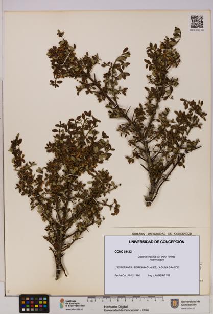 Discaria chacaye [Espécimen: UDEC:CONC:0093122]