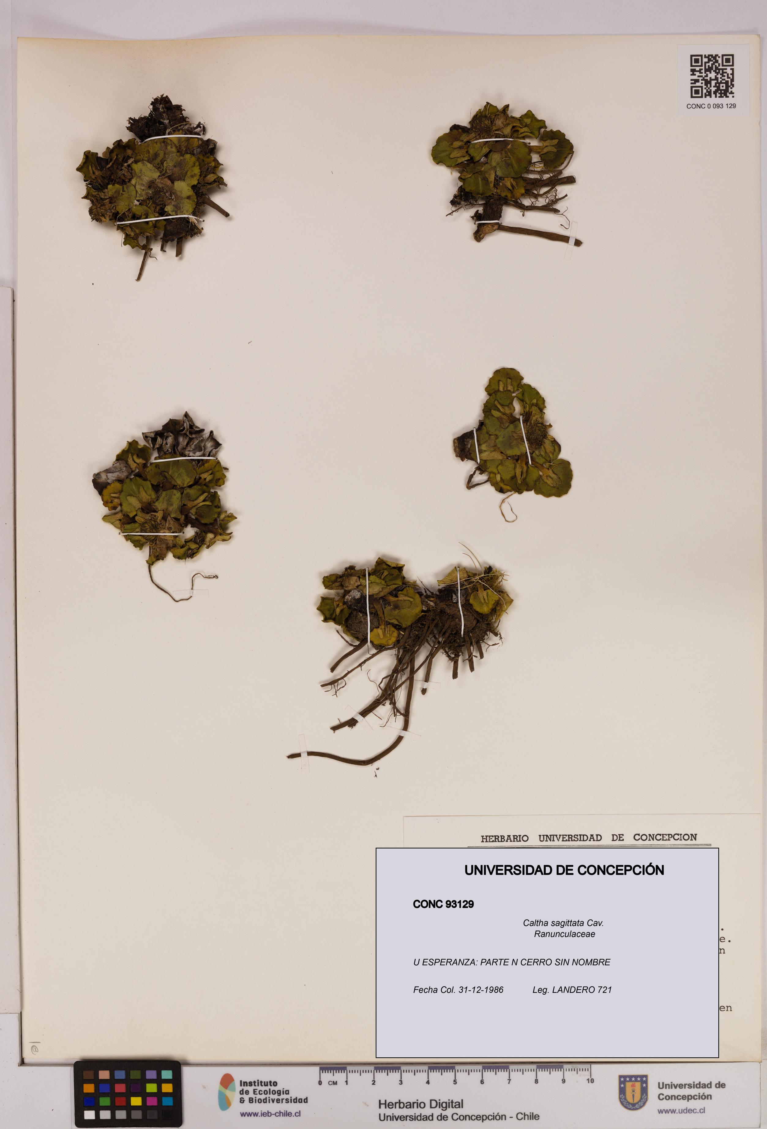 Caltha sagittata [Espécimen: UDEC:CONC:0093129]