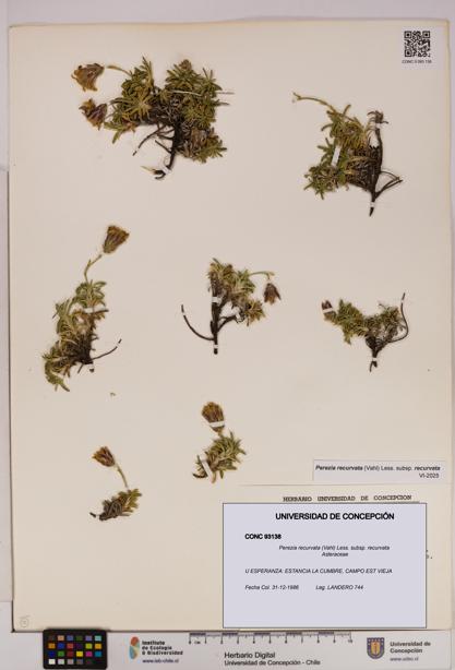 Perezia recurvata subsp. recurvata [Espécimen: UDEC:CONC:0093138]