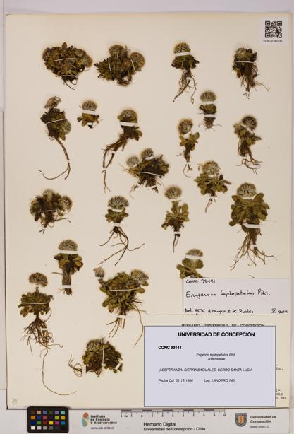 Erigeron leptopetalus [Espécimen: UDEC:CONC:0093141]