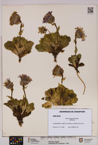 Perezia megalantha [Espécimen: UDEC:CONC:0093142]