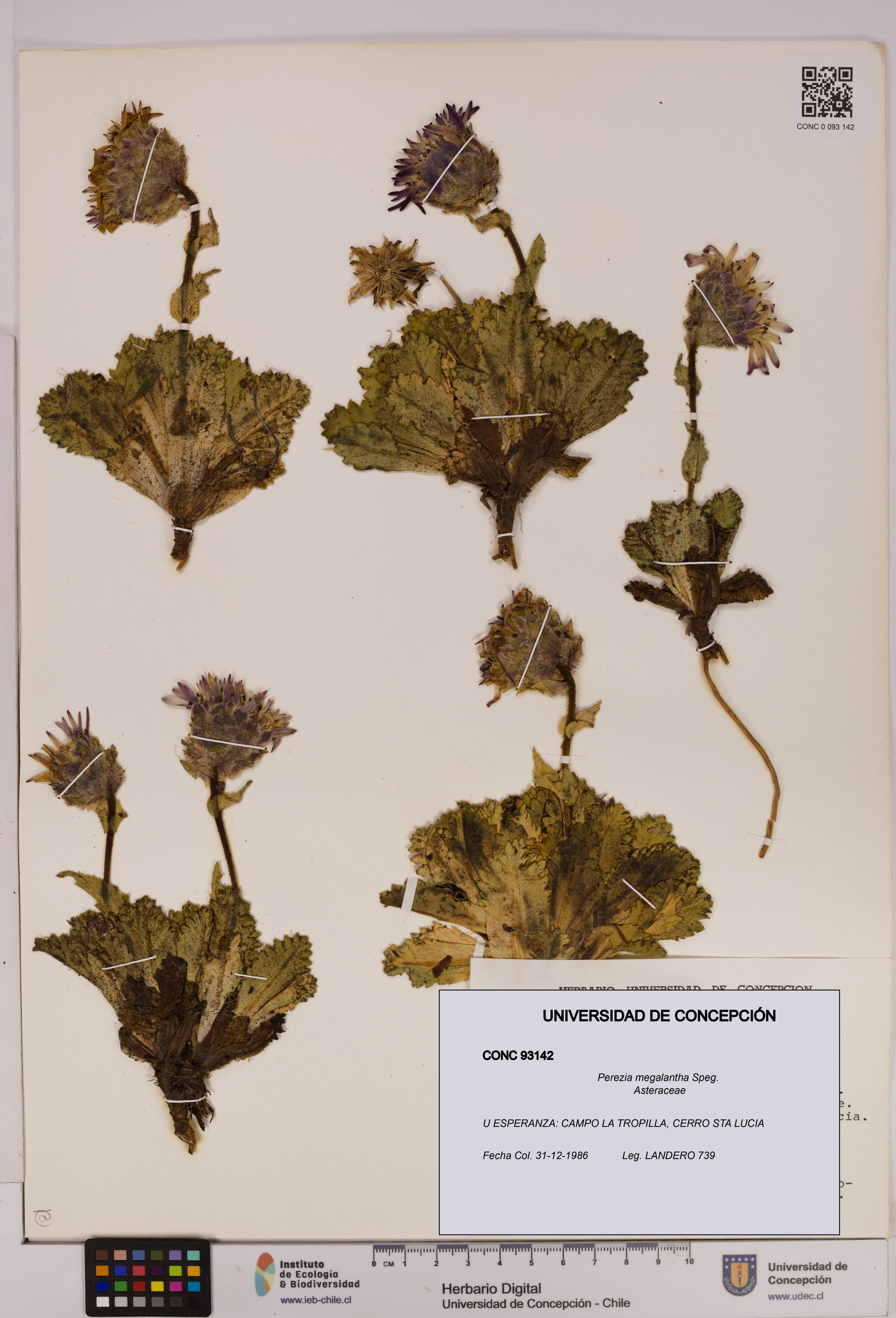 Perezia megalantha [Espécimen: UDEC:CONC:0093142]