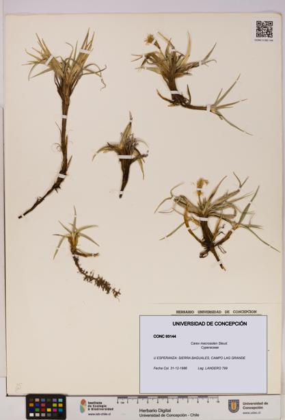 Carex macrosolen [Espécimen: UDEC:CONC:0093144]