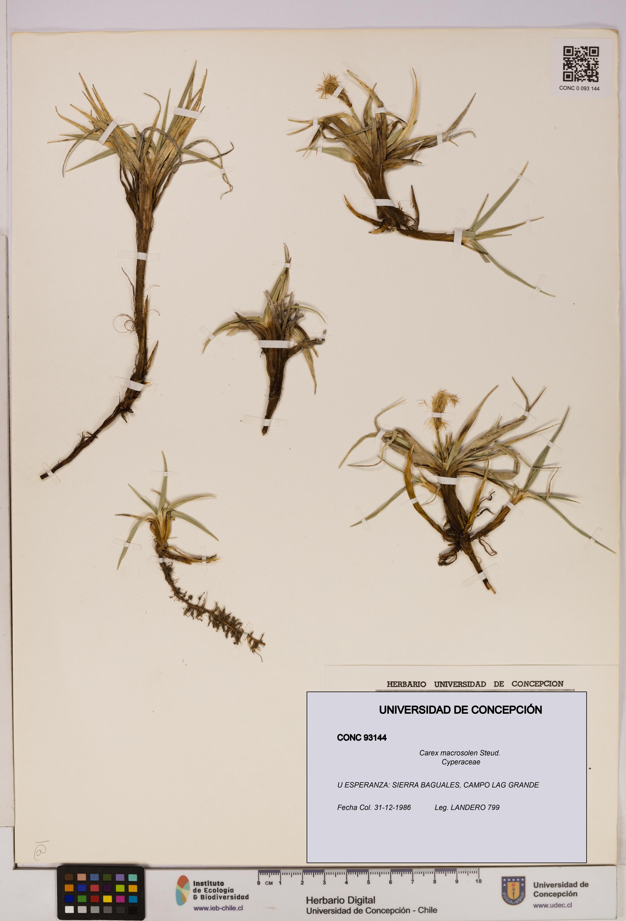 Carex macrosolen [Espécimen: UDEC:CONC:0093144]