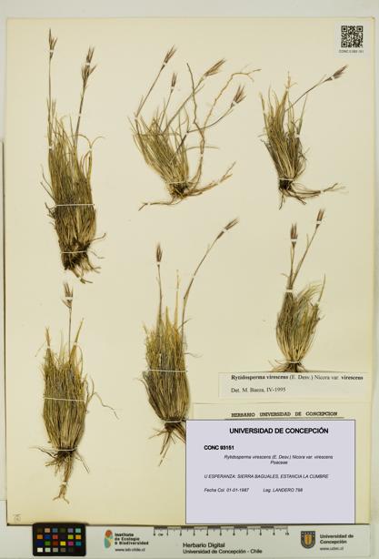 Rytidosperma virescens var. virescens [Espécimen: UDEC:CONC:0093151]