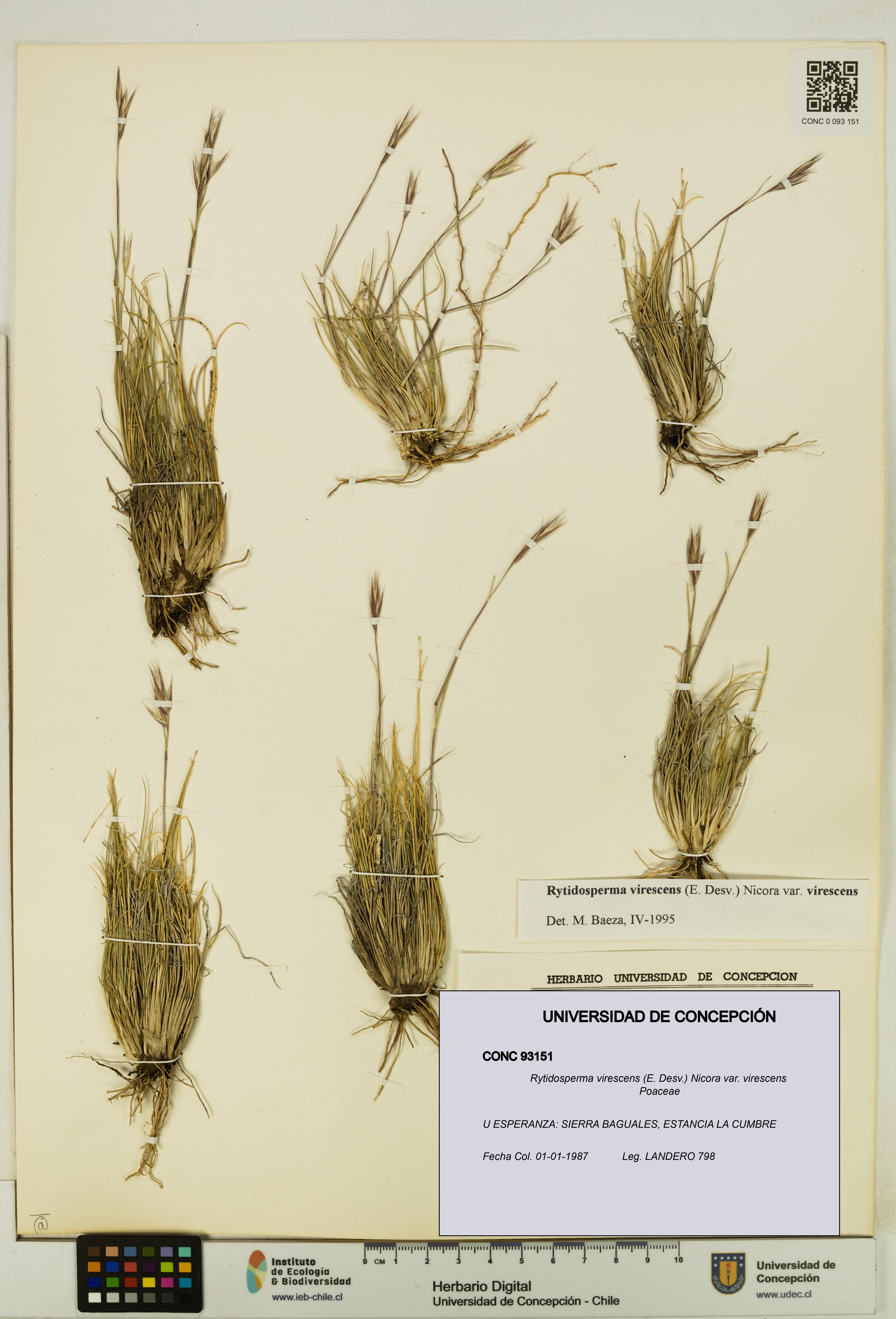 Rytidosperma virescens var. virescens [Espécimen: UDEC:CONC:0093151]