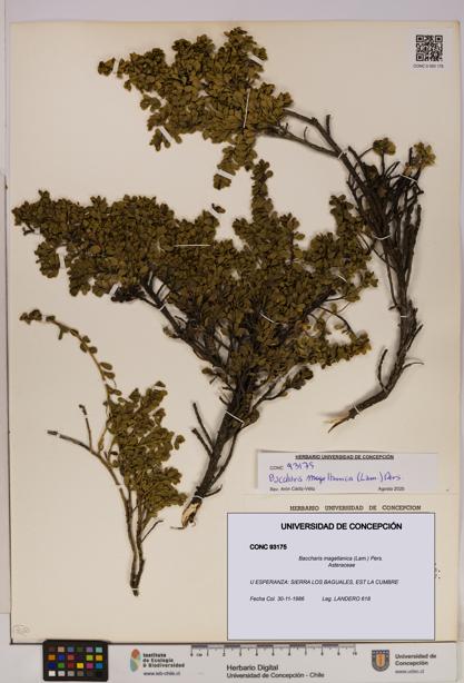 Baccharis magellanica [Espécimen: UDEC:CONC:0093175]