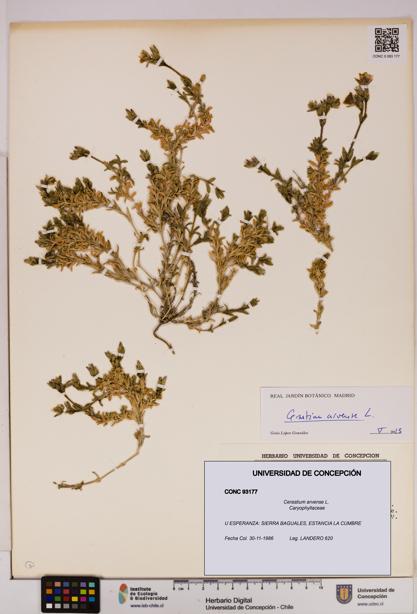 Cerastium arvense [Espécimen: UDEC:CONC:0093177]